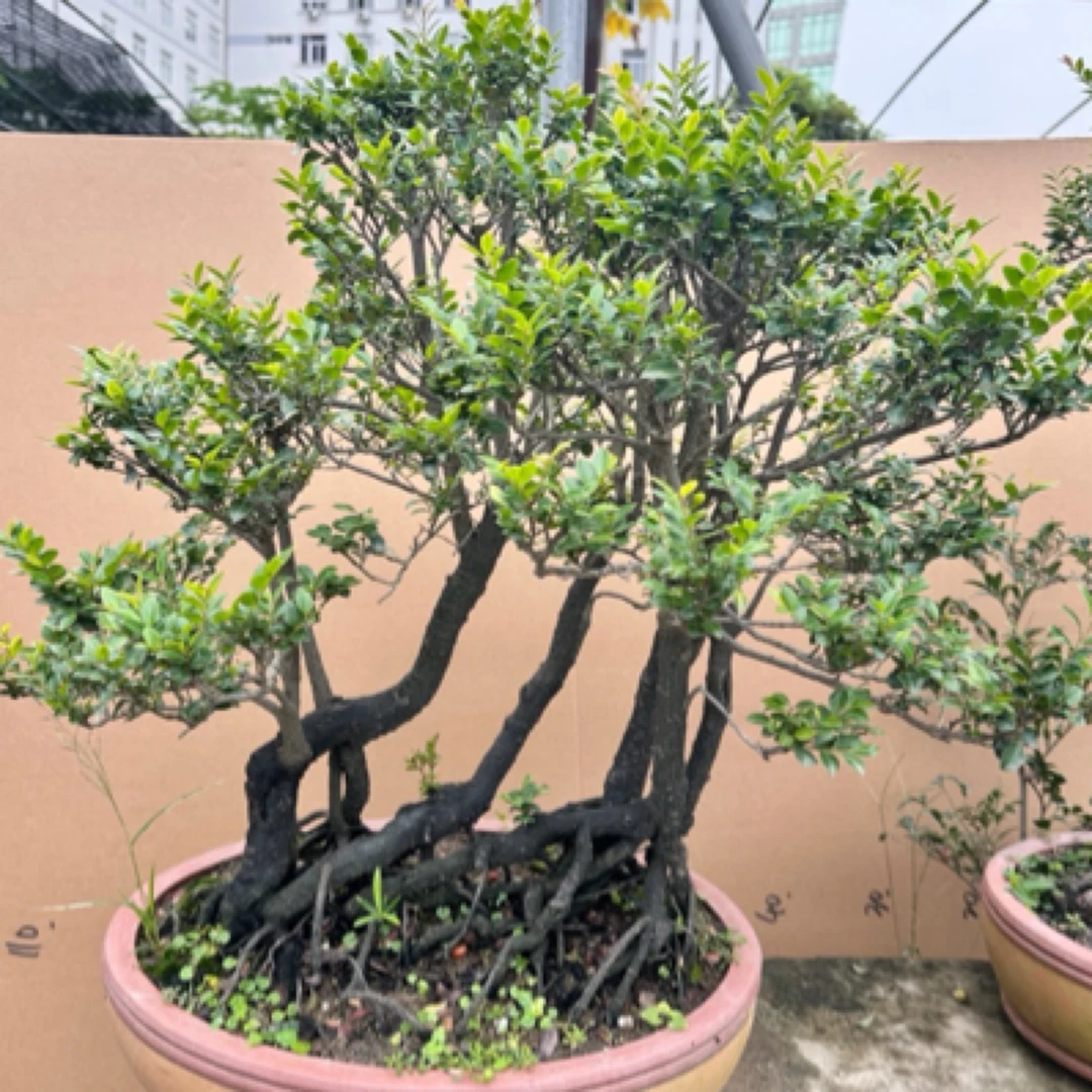 小叶檀香紫檀盆景树桩室内绿植紫檀盆栽四季常青植物办公室绿植