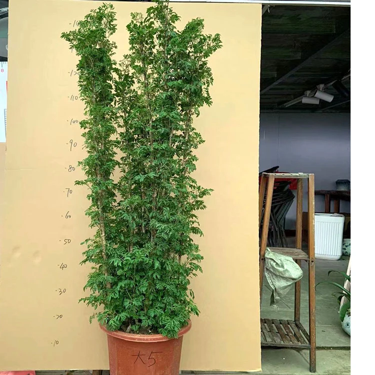 羽叶福禄桐客厅植物盆栽室内绿植发财树树桩四季常青净化空气美观