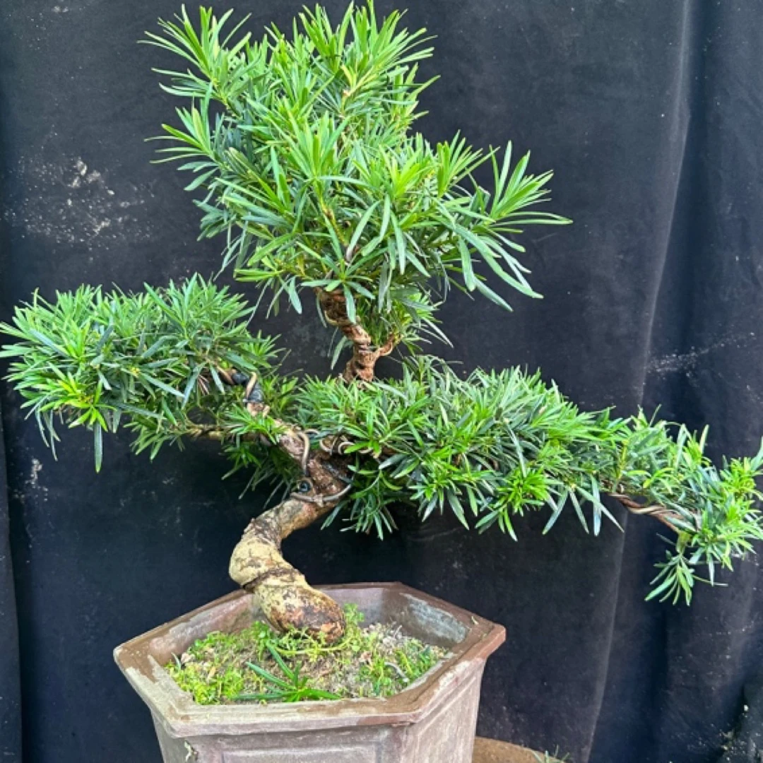 雀舌罗汉松盆景室内庭院客厅创意盆景绿植栽培办公桌窗台美观春季