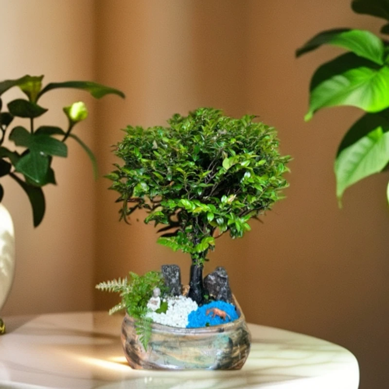 小叶檀香紫檀盆景树桩室内绿植紫檀盆栽四季常青植物黑骨茶黑檀木