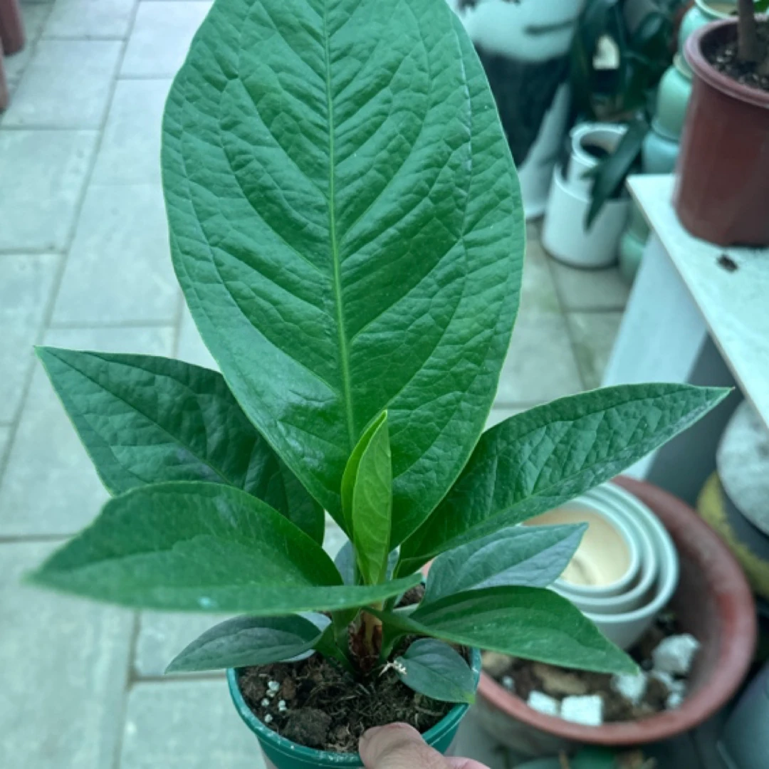 聚宝盆盆景树桩室内盆景茶台小品