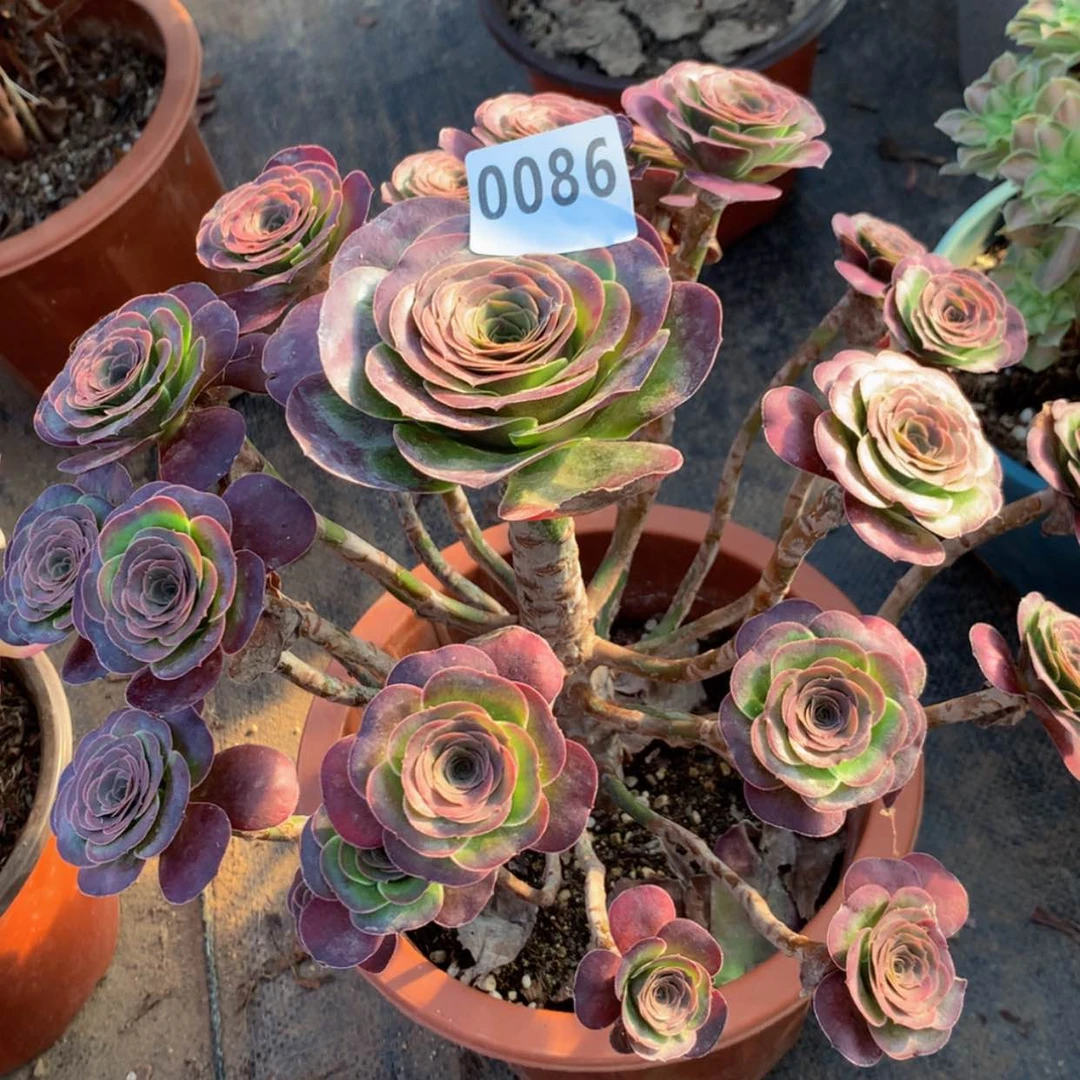 【闪购商品】金*?86花