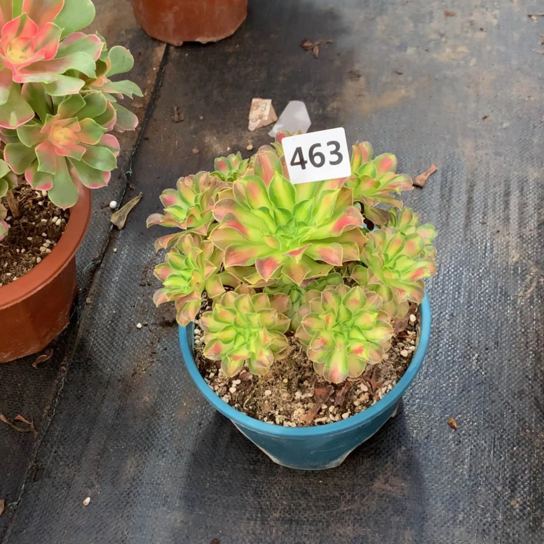 【闪购商品】后**?多肉463