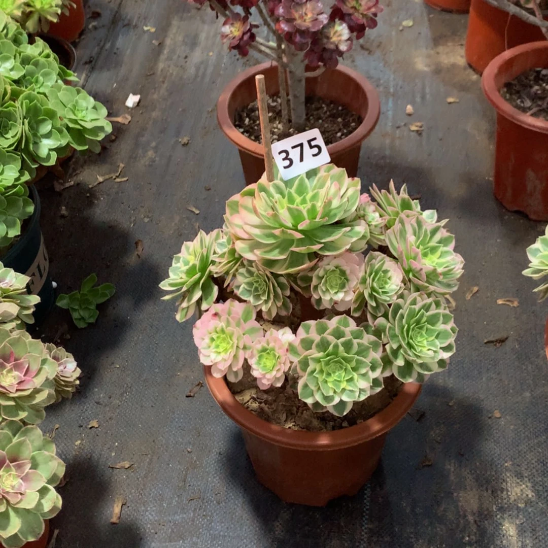 【闪购商品】花**草多肉375