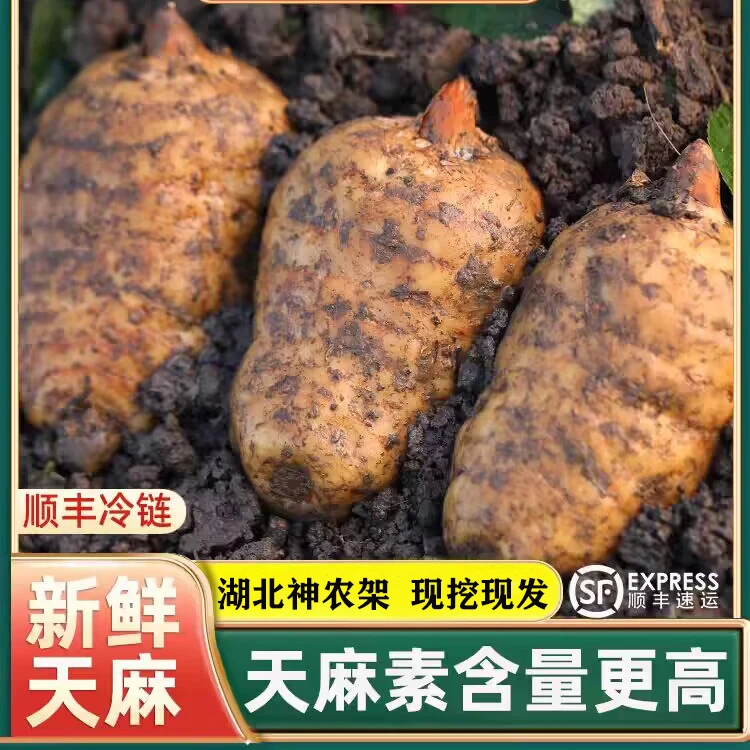 【湖北神农架】森林有机天麻  价格实惠 现挖现发软糯香甜效果更好