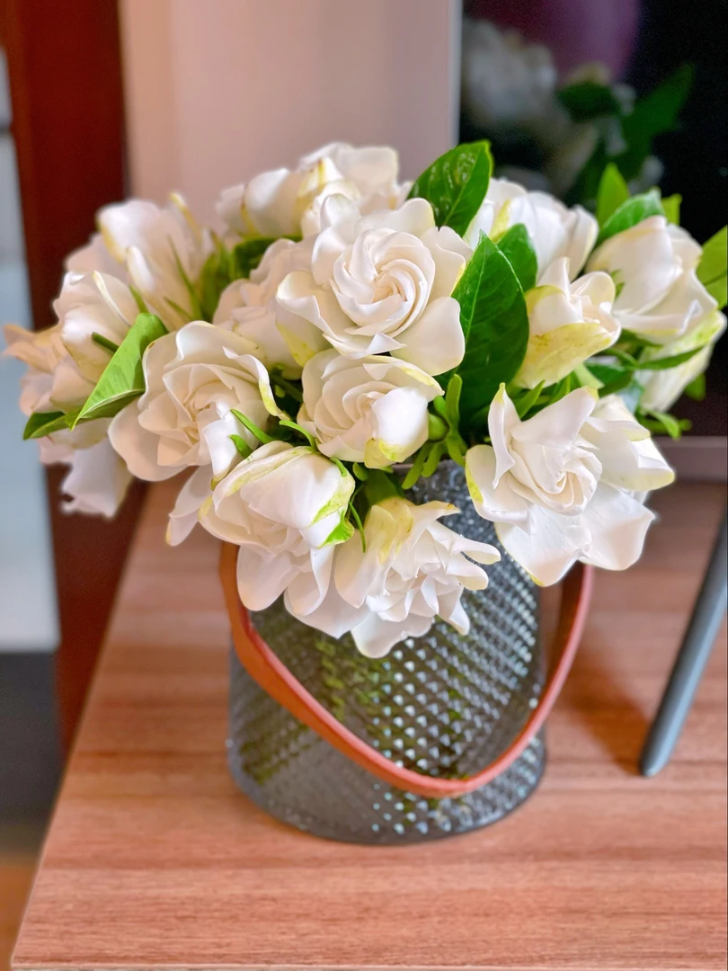 栀子花大叶大花苞鲜切花复瓣重瓣奶油味浓香型鲜切花卉四川发货