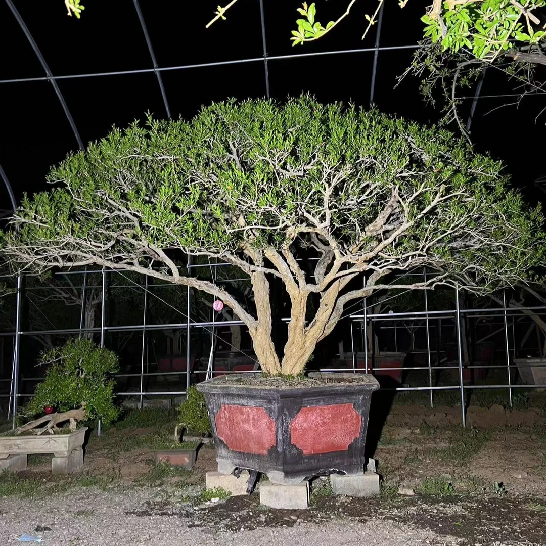 大红袍盆栽 下单前请咨询客服