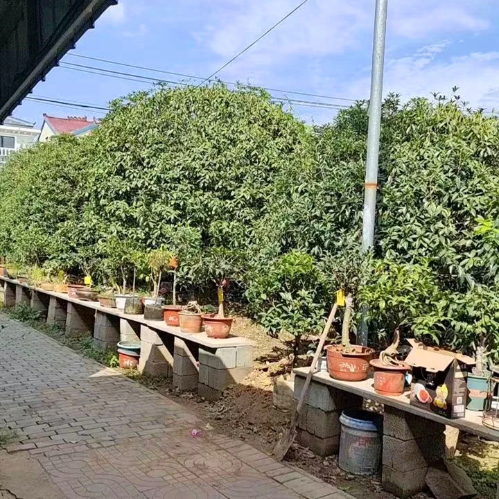 庭院别墅阳台植物桂花树苗耐寒耐热浓香型花卉地栽盆栽花苗