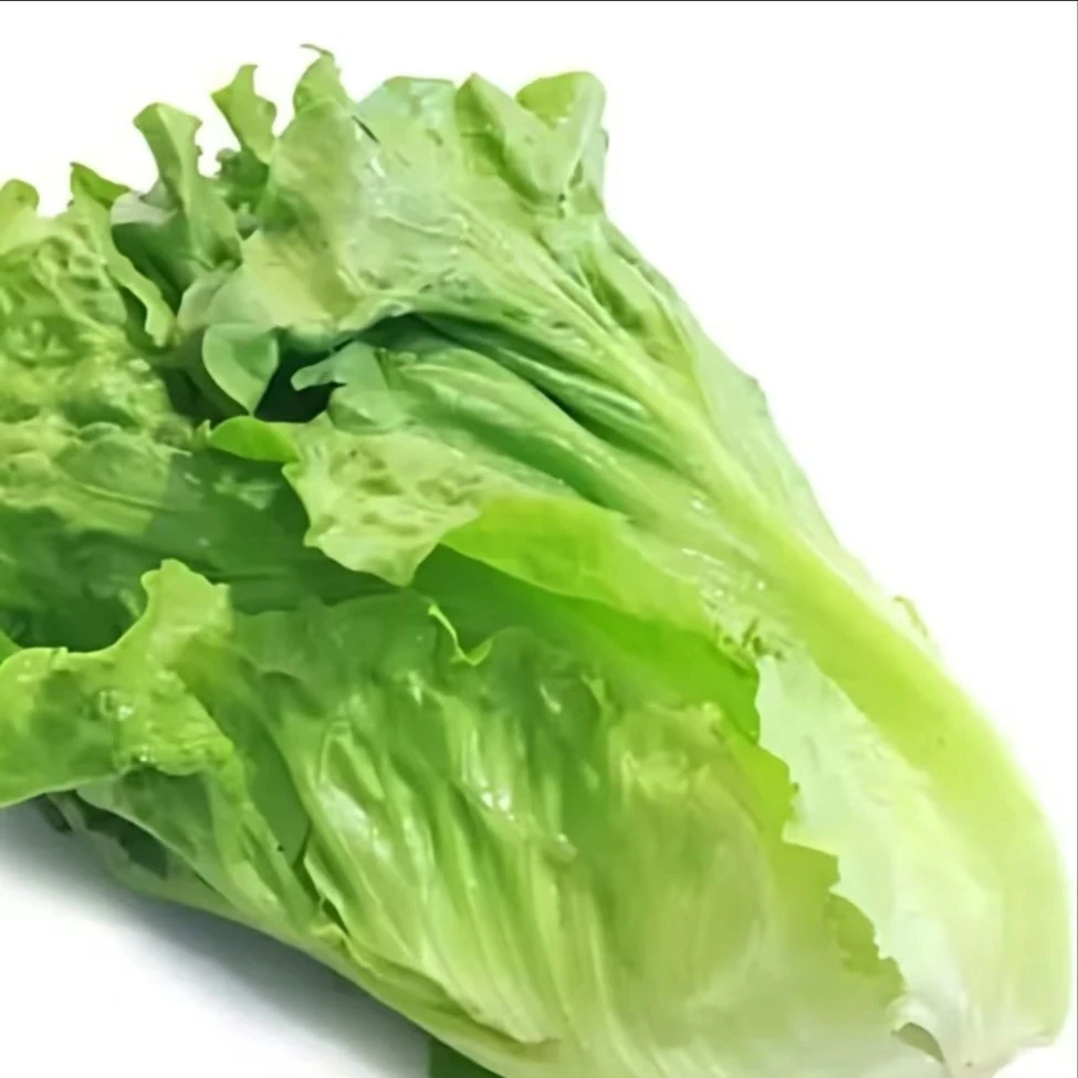 【盛辉百货】鲜鲜生菜(约500g)/份