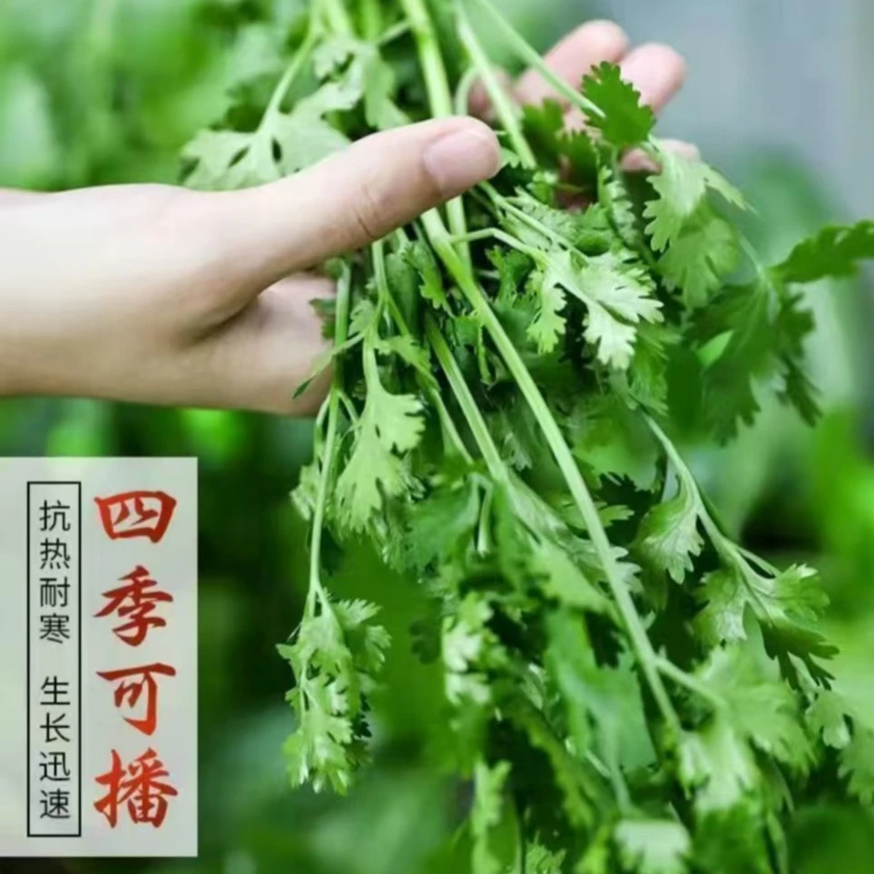 【盛辉百货】新鲜香菜50g/份