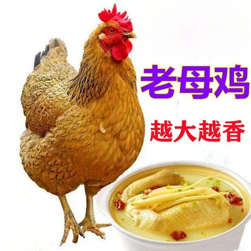 【农村土鸡】土鸡现杀正宗新鲜农家老母鸡整只鸡肉山农散养月子鸡