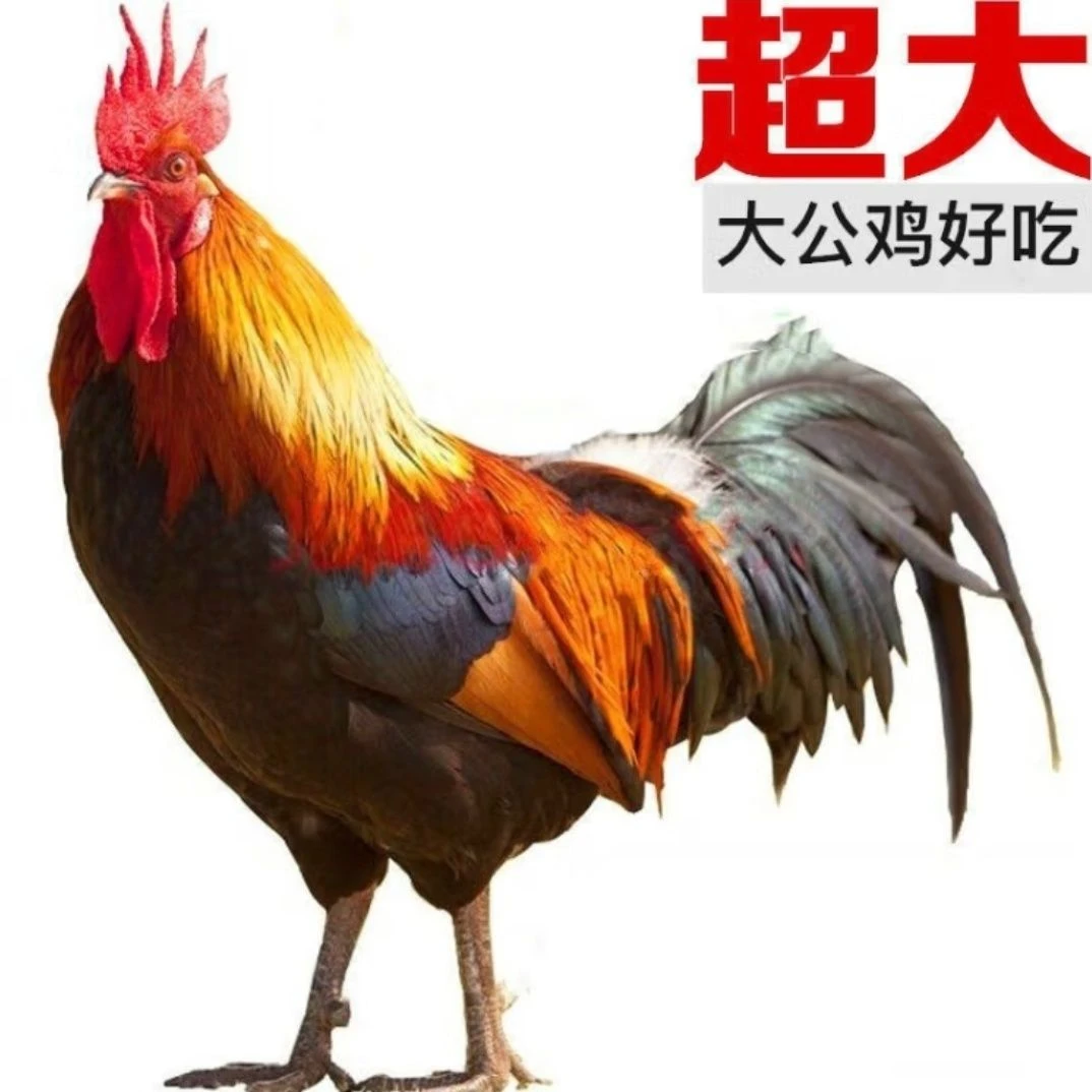 农村散养大公鸡两只9-10斤黑脚黄皮大公鸡溜达鸡土鸡鸡肉紧实