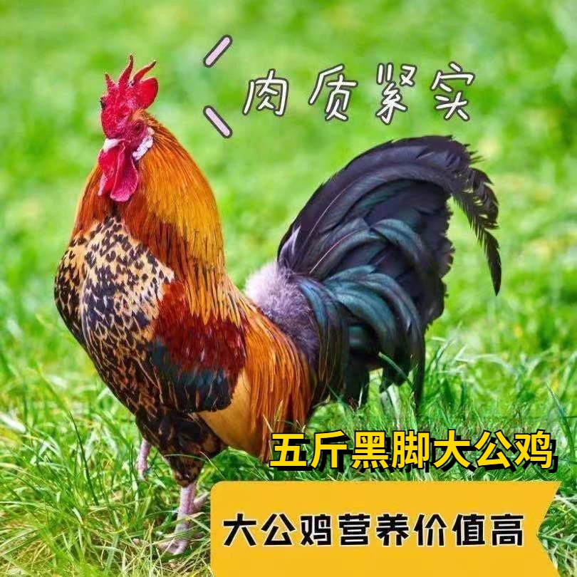 【散养大公鸡】农村散养黑脚公鸡大公鸡正宗活鸡宰杀新鲜土鸡