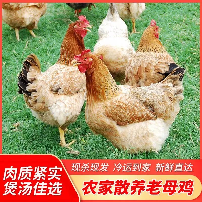 农家散养土鸡老母鸡溜达鸡月子鸡煲汤新鲜现杀整鸡