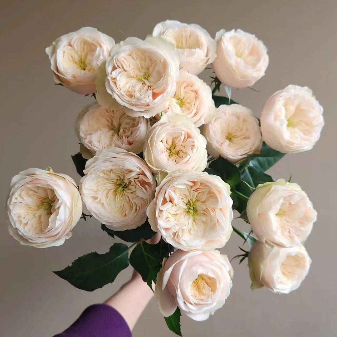 达林顿鲜花玫瑰 全场买两单起发顺丰或京东空运