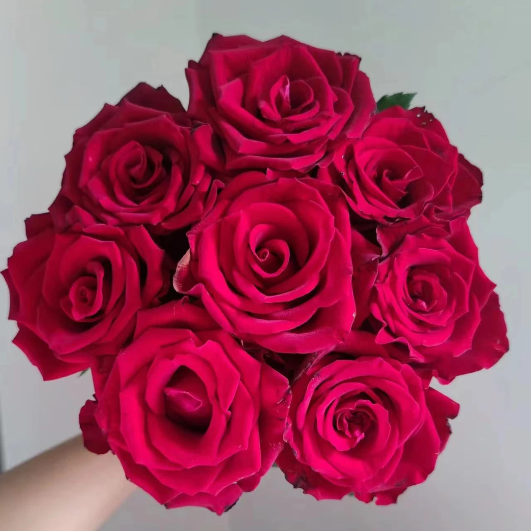 挚爱鲜花玫瑰 全场买两单及以上包邮 云南基地直发