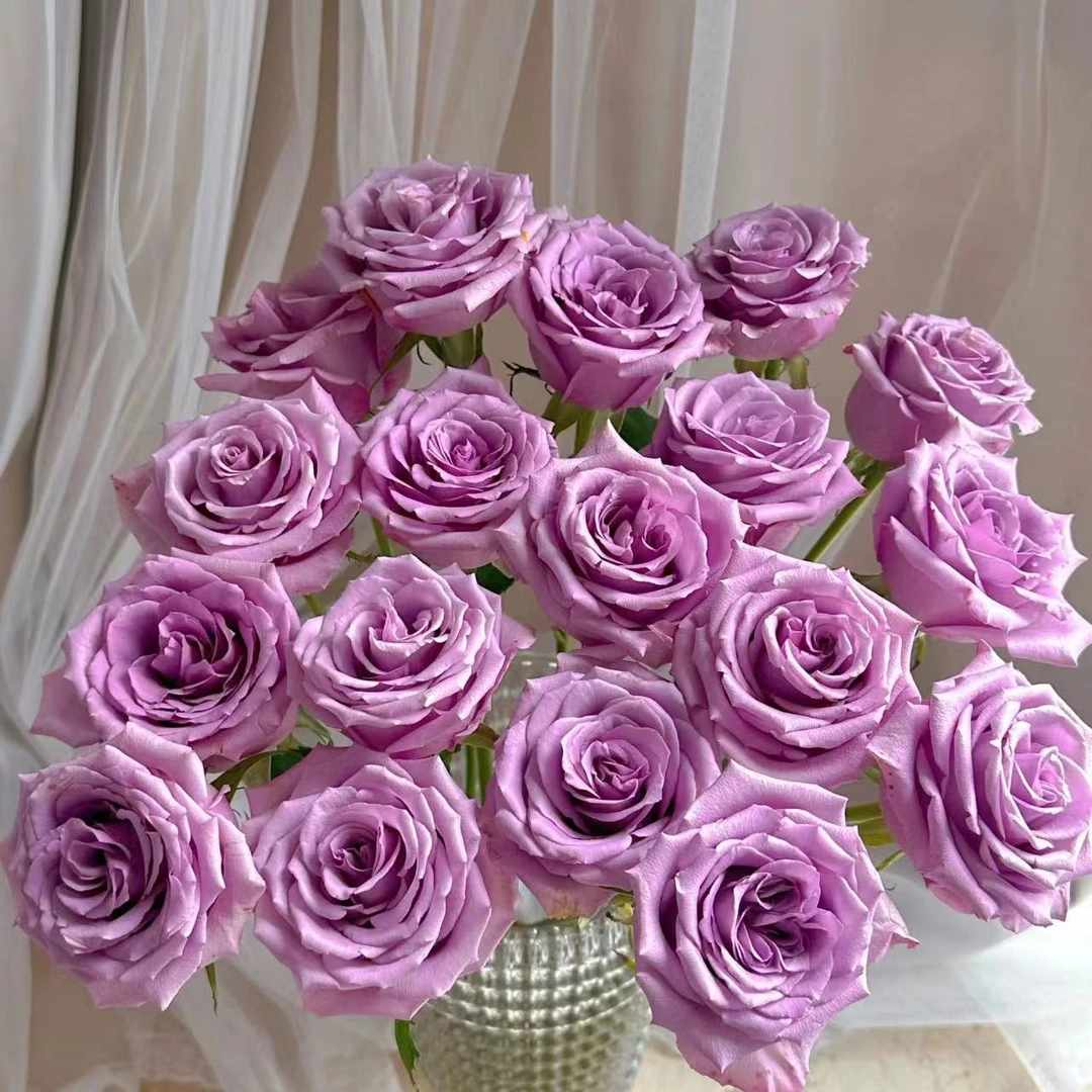 紫霞仙子 鲜花玫瑰 全场买两单及以上包邮 云南基地直发