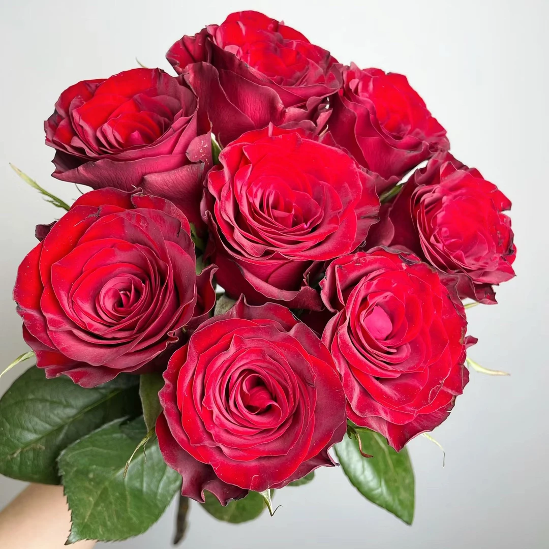 高原红 鲜花玫瑰 全场买两单及以上包邮 云南基地直发