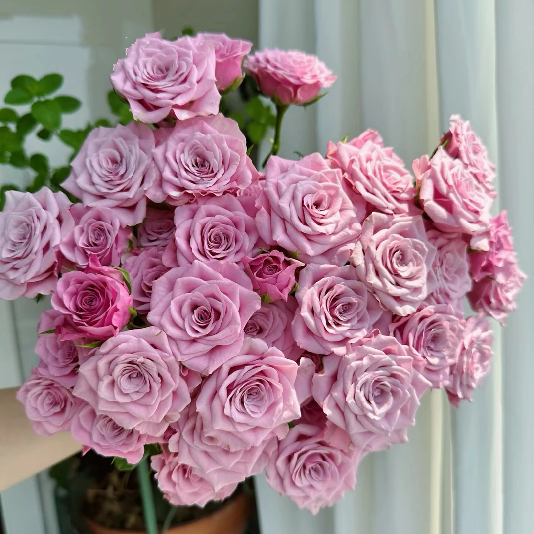 单头诺拉鲜花玫瑰 全场买两单及以上包邮 云南基地直发