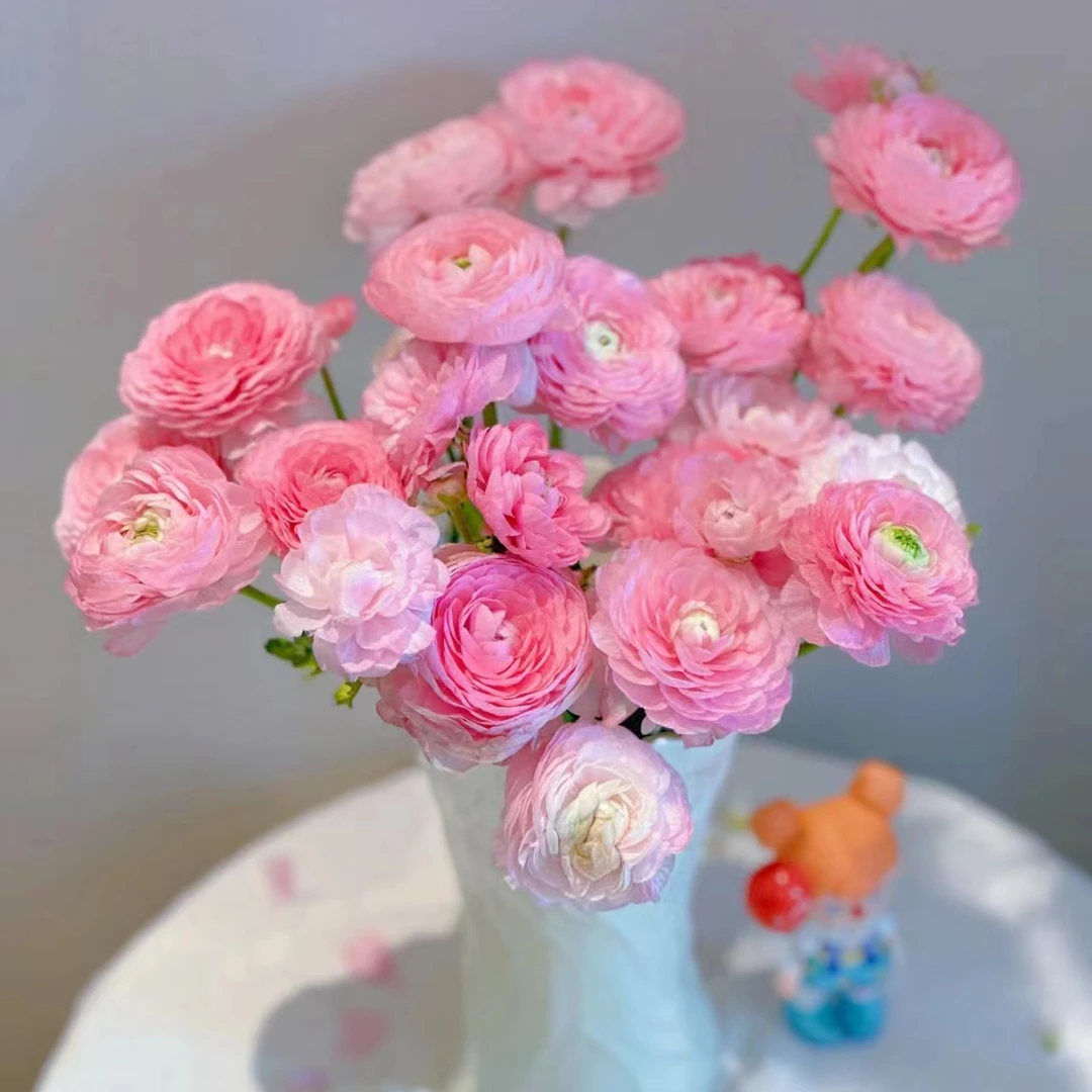 粉色洋牡丹 鲜花玫瑰 全场买两单及以上包邮 云南基地直发