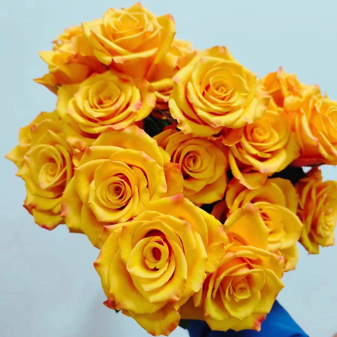 辉煌鲜花玫瑰 全场买两单起发顺丰或京东空运