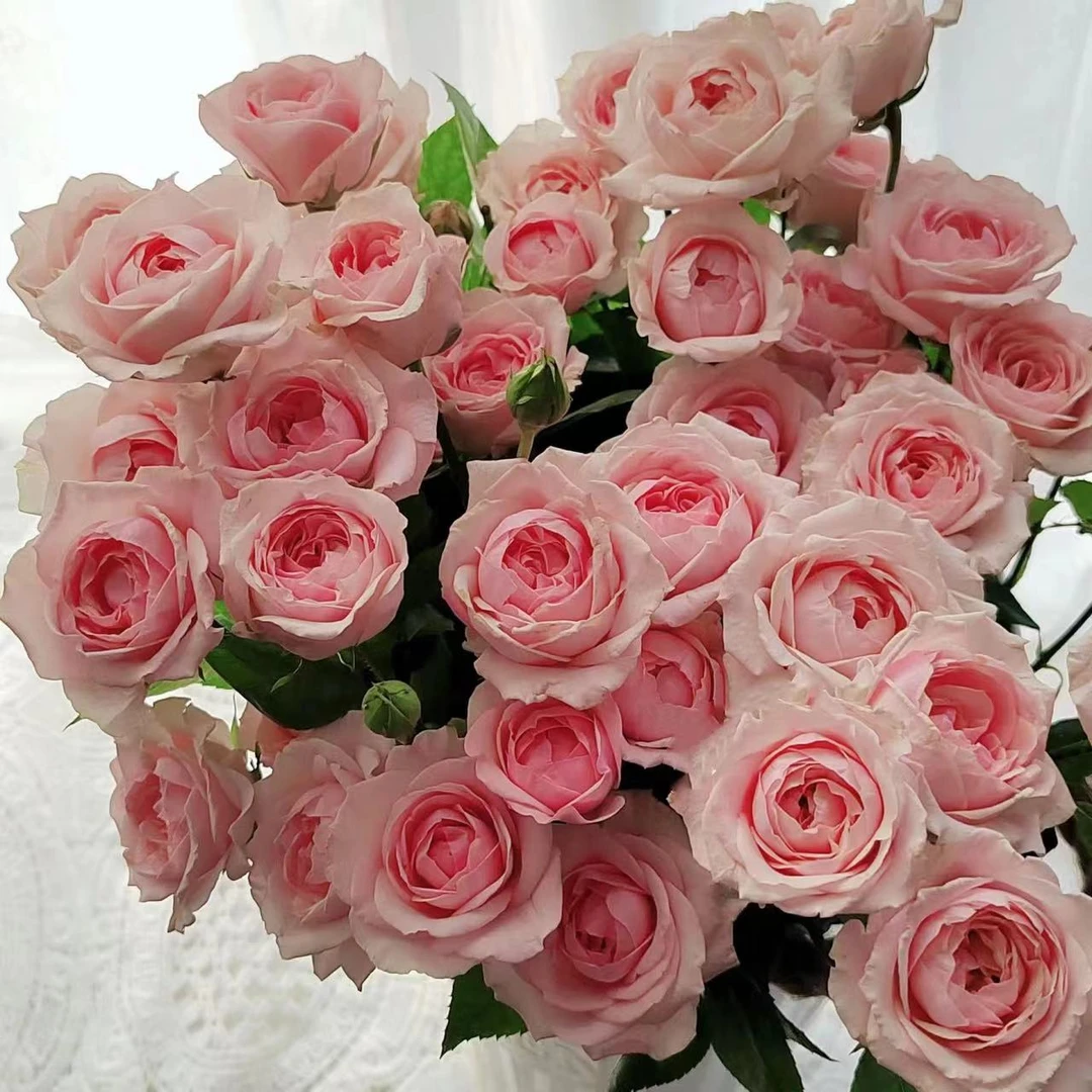 蜜桃千层鲜花玫瑰 全场买两单及以上包邮 云南基地直发