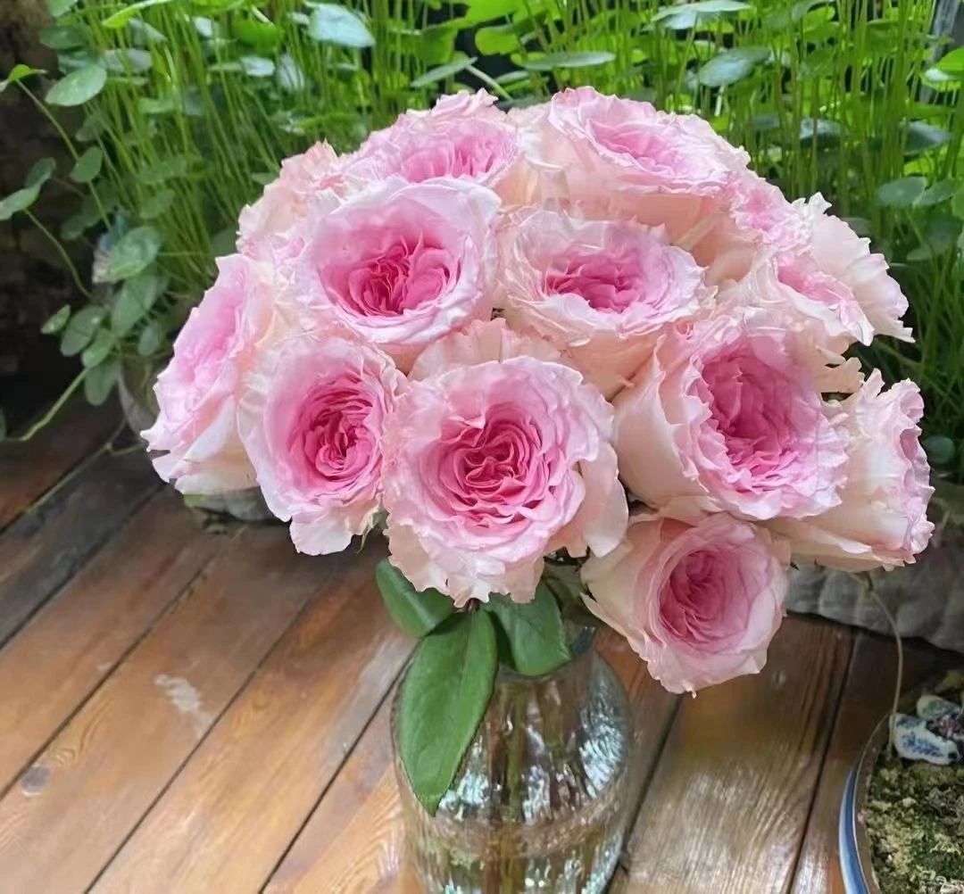 洛神鲜花玫瑰 全场买两单及以上包邮 云南基地直发