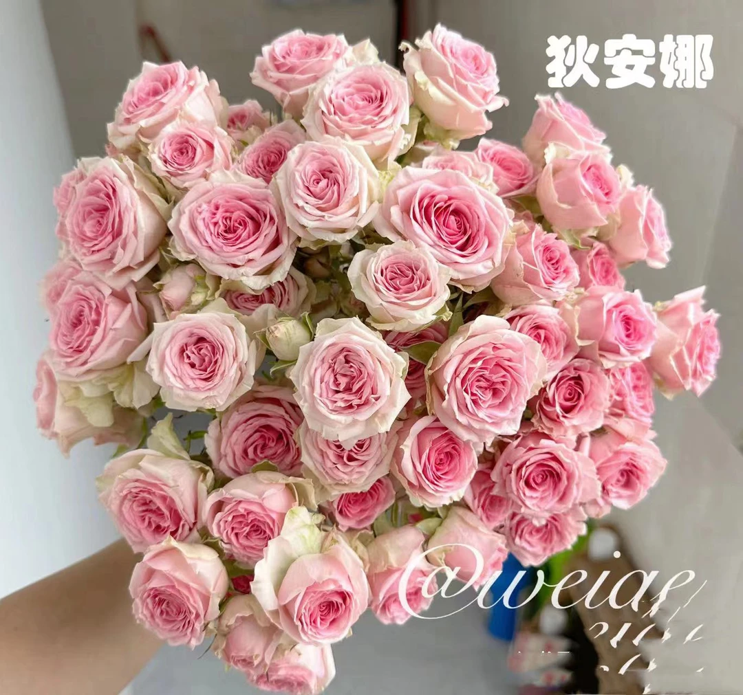 狄安娜 鲜花玫瑰 全场买两单及以上包邮 云南基地直发