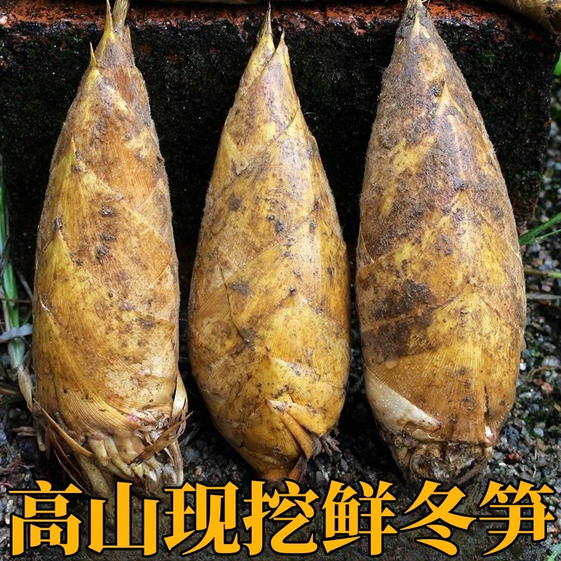 新鲜冬笋米现挖现剥笋米脆嫩爽口山野营养佳品广德特产广德冬笋