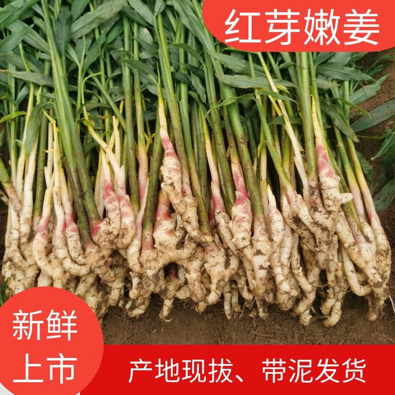 广西嫩姜1斤5斤新鲜仔姜子姜芽生姜农家现挖脆嫩可食用醋泡姜