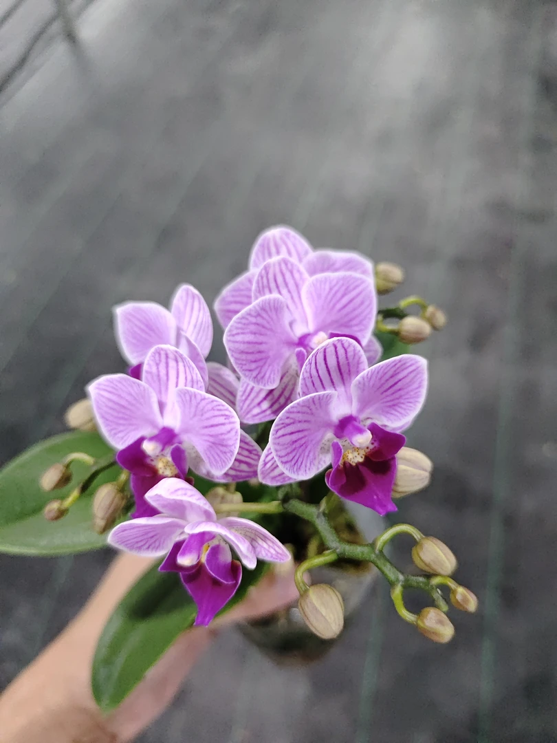 蝴蝶兰小仙女2.8杯，带花发货