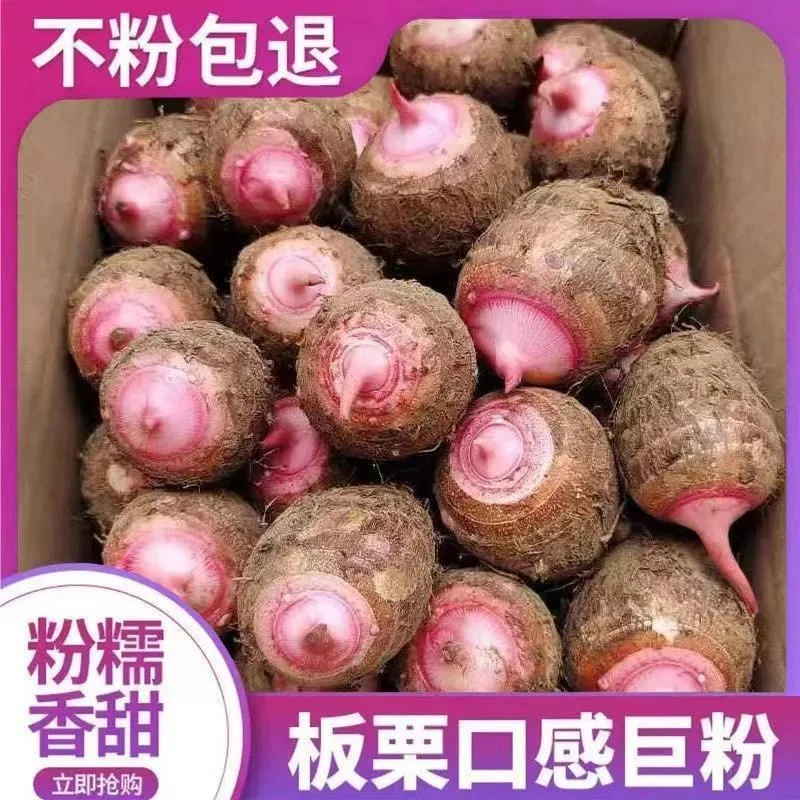 2025年新鲜现挖红芽芋艿软糯香甜小芋头来自浙江金华香芋