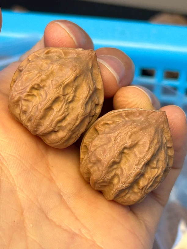 秦岭野生文玩指尖核桃小尺寸随机拍一对发三对30以下尺寸