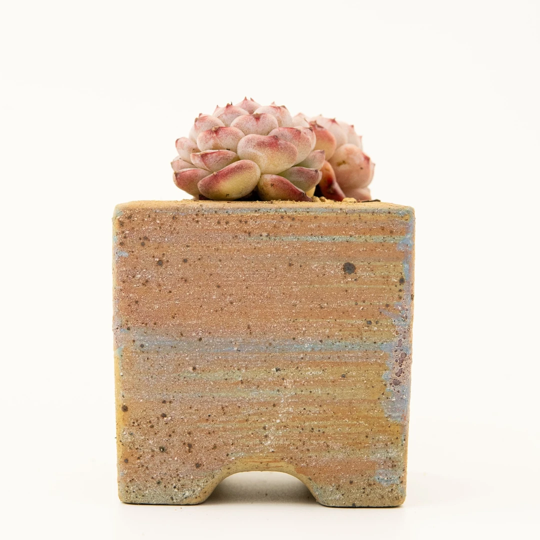 直播专属-天鹅绒种植多肉精品多肉老桩稀有多肉盆栽