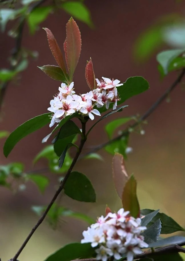 海岛春花空间养护造景盆景根系绿植根部根部枝条修剪