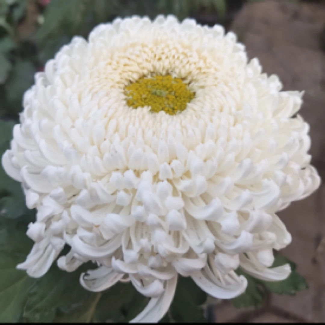 【洹水·映日】菊花盆栽 耐热耐寒 带花苞原盆发货