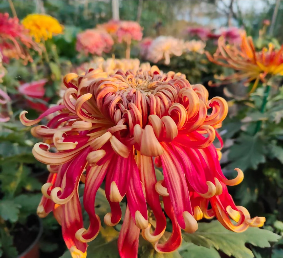 【燕山秋韵】稀有大花型菊花盆栽带花苞九月菊