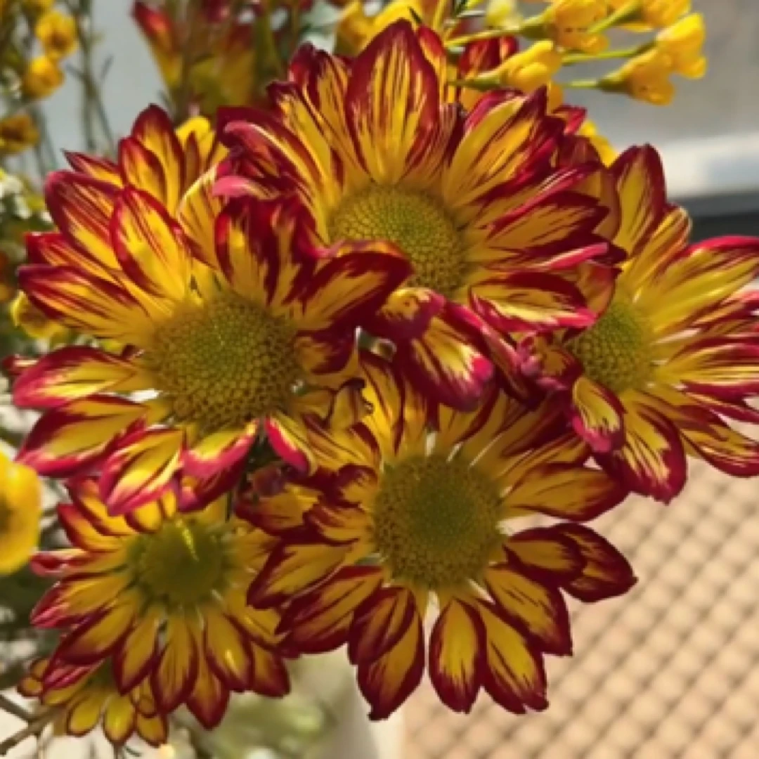 【罗马假日】小菊盆栽 多头小雏菊鲜花耐养长花期