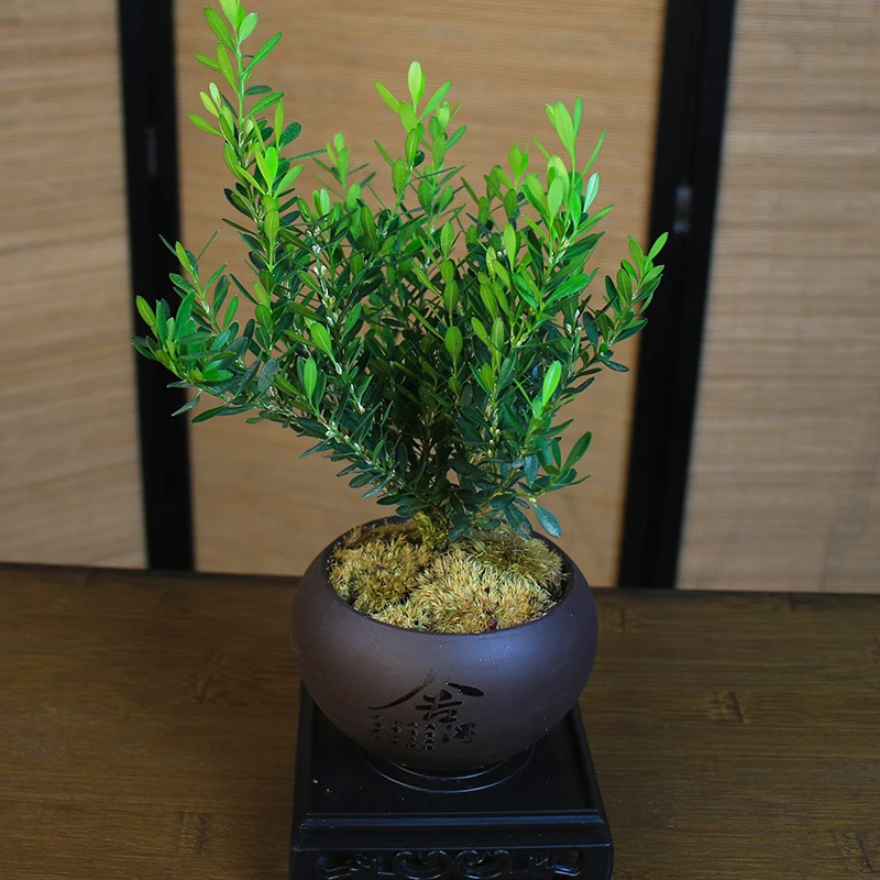 黄杨小桩桌面盆景植物 室内外 茶几绿植盆栽庭院造型树苗四季常青