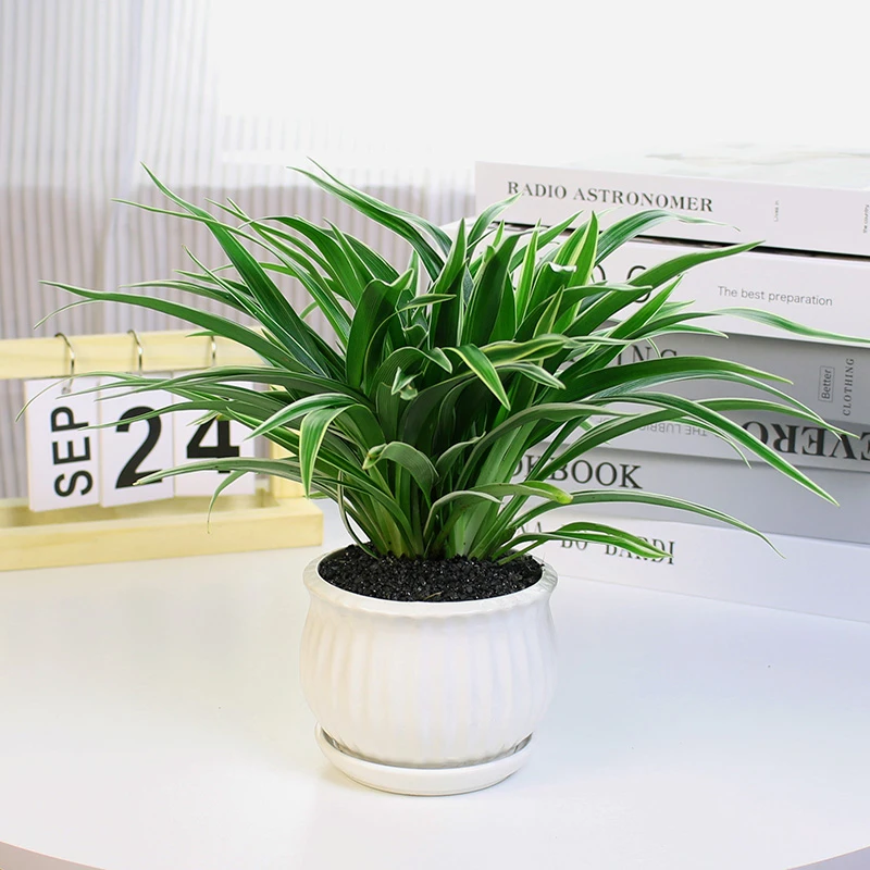 金边吊兰盆栽室内植物花卉净化空气四季常青懒人盆栽水培垂吊绿植