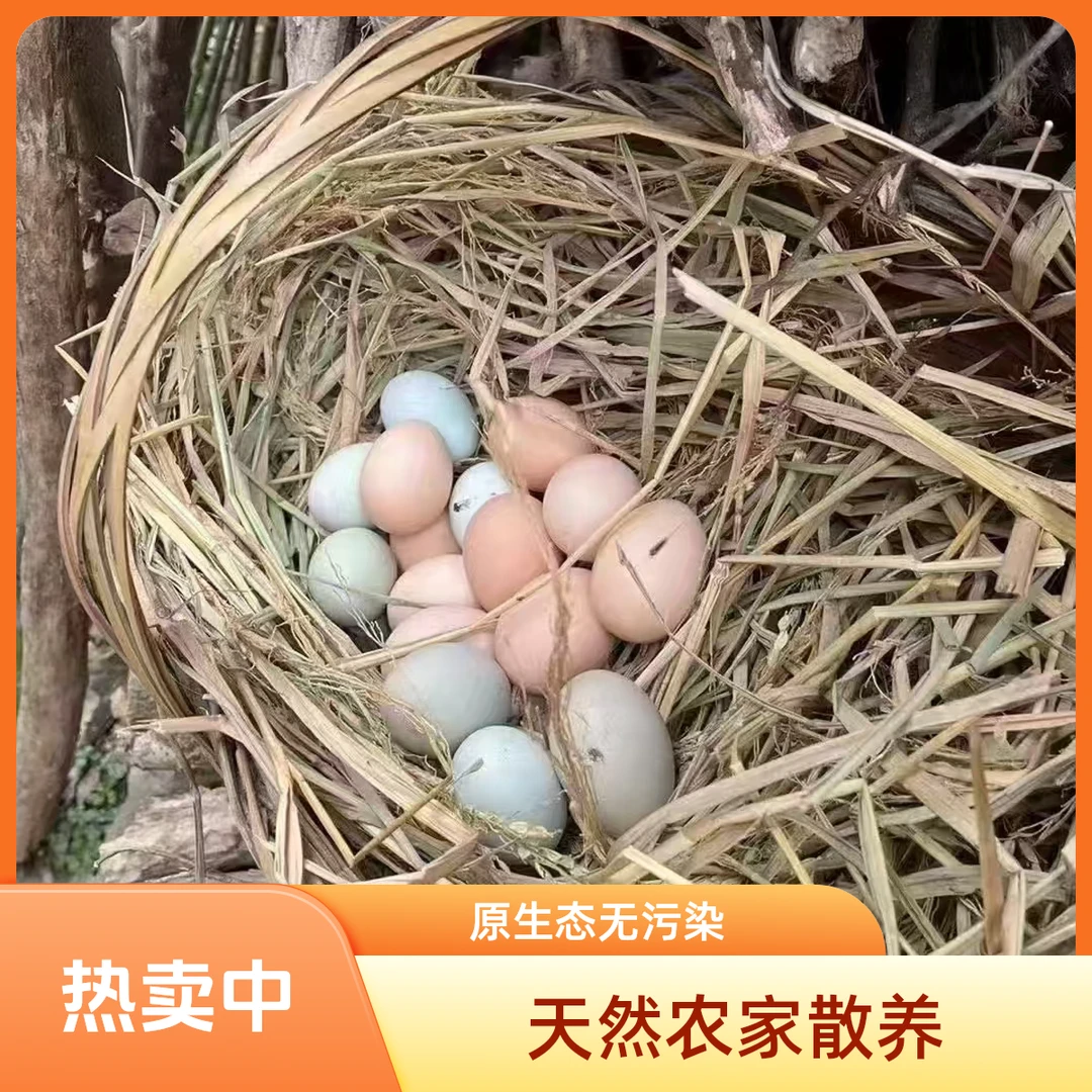 50枚粉绿混装农家散养土鸡蛋新鲜鸡蛋现捡现发