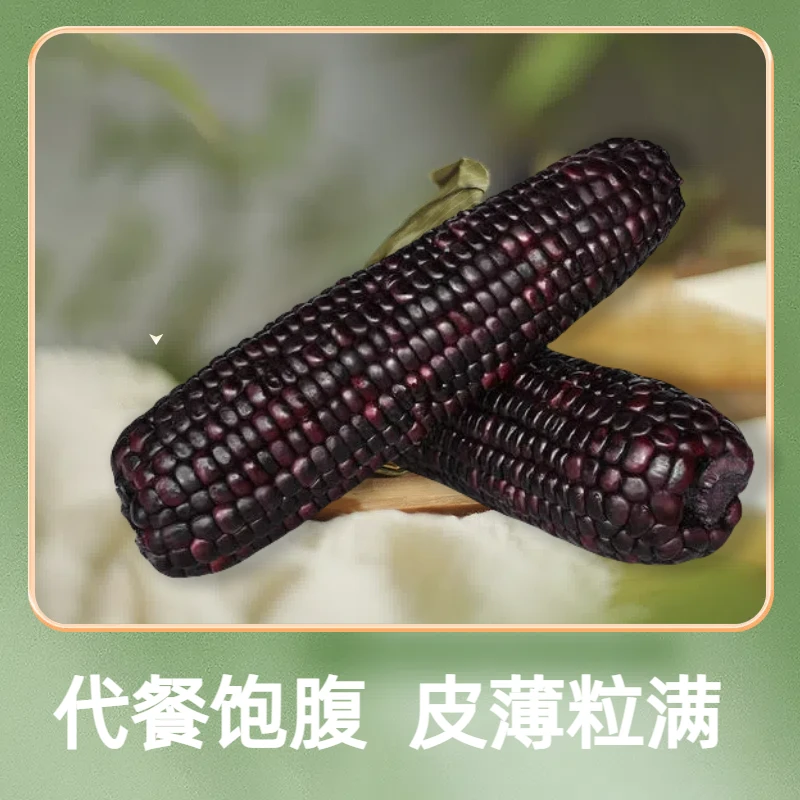 【拍八支赠送两支到手10支】24年新玉米黑糯玉米代餐健康粗粮优质