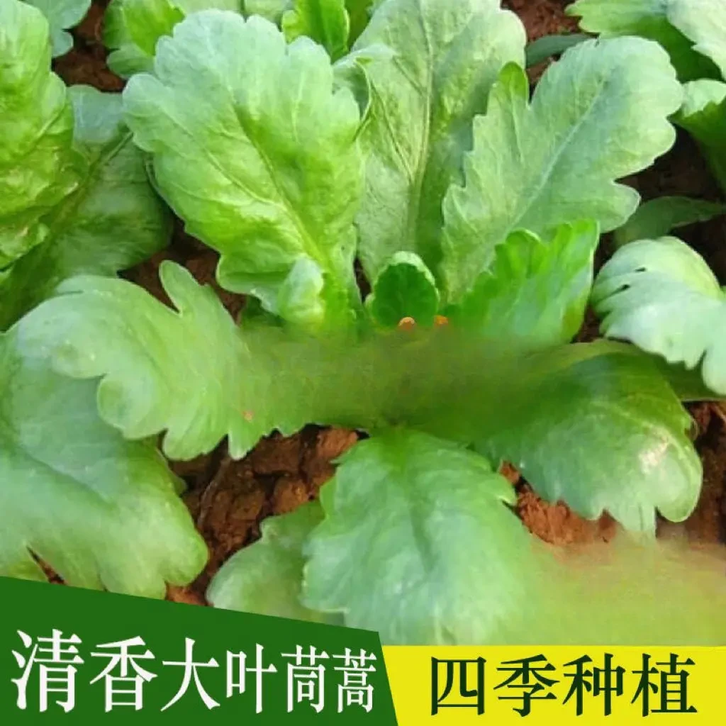 大叶茼蒿种子春夏秋四季盆栽大田青菜种籽茼蒿菜籽种孑