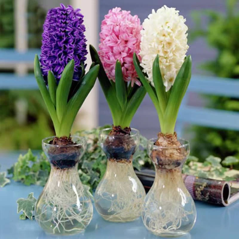 进口风信子种球水培套装耐寒秋冬季春节花卉土培盆栽室内阳台桌面