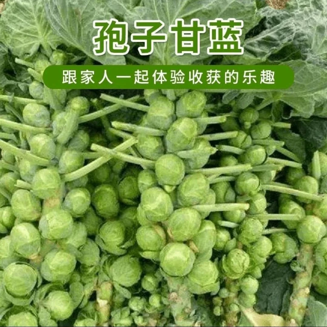 孢子甘蓝种子孢子甘蓝菜子甘兰小包心菜卷心菜包心菜籽四季播蔬菜