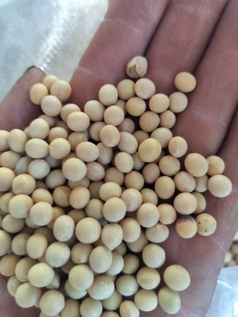 2025年自家小园，东北黄豆，自家园里的，1000克