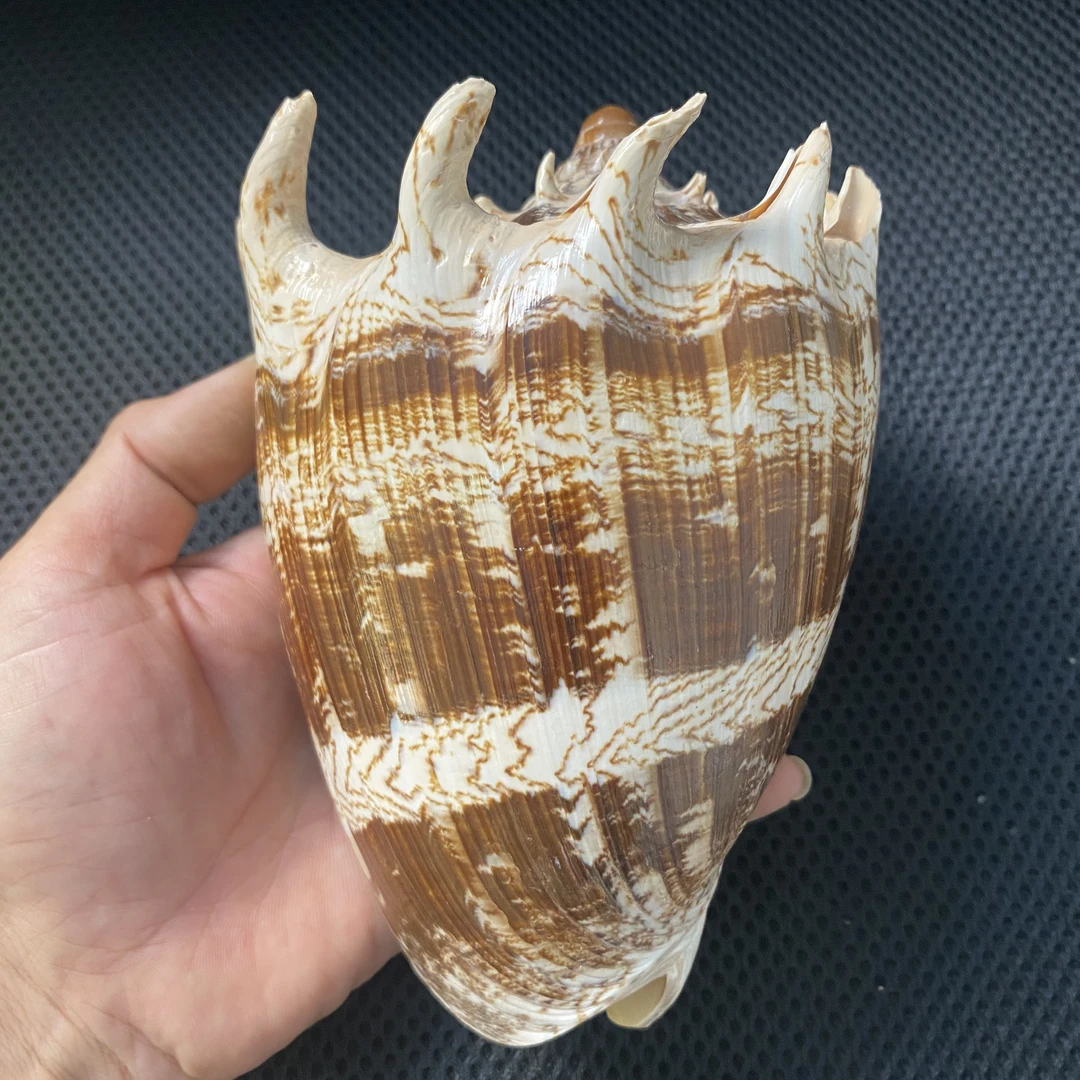 天然大海螺帝王涡螺收藏摆件创意装饰品客厅礼品