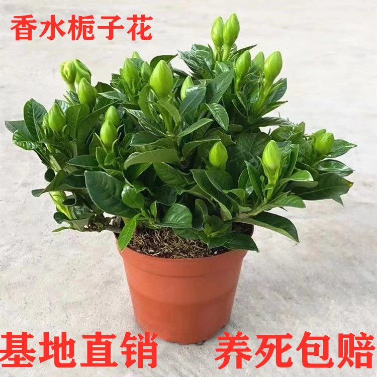 栀子花盆栽带花苞客厅室内水培浓香型植物绿植花卉植物栀子花盆栽