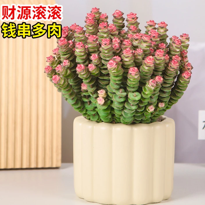 彩色钱串锦多肉植物室内新手好养肉肉红心钱串子稀有品种盆栽花卉