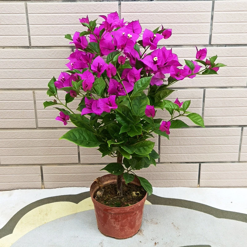 三角梅盆栽带花发货四季开花爬藤老桩重瓣红苗易活植物勤花品种